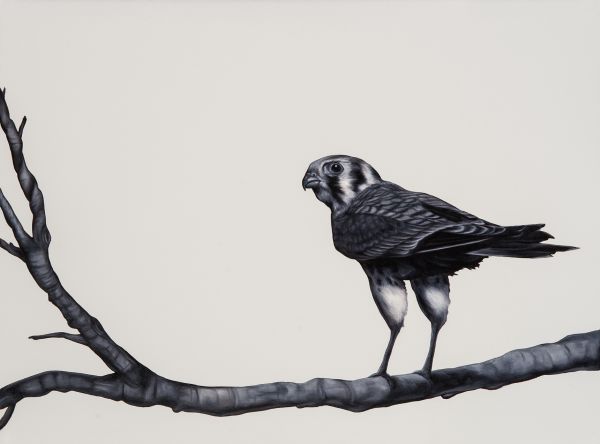 Visions West Gallery :: Birdwatcher