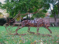 Visions West Gallery :: Bruce :: Mountain Lion Prowling