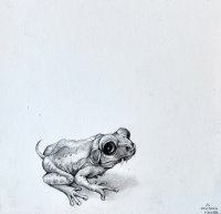 Visions West Gallery :: Bruce :: Toothy Frog