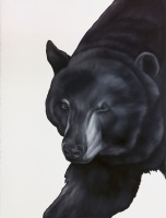 Visions West Gallery :: Bruce :: Bear