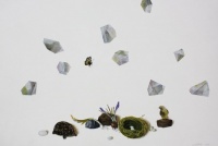 Visions West Gallery :: Bruce :: Tortoise, Nest & Bird