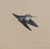 Visions West Gallery :: Bruce :: Humming Bird 1
