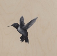 Visions West Gallery :: Bruce :: Humming Bird 2