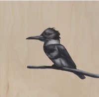 Visions West Gallery :: Bruce :: Kingfisher