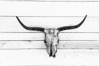 Visions West Gallery :: Bruce :: Skull