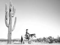 Visions West Gallery :: Bruce :: Saguaro