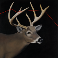 Visions West Gallery :: 1 local-wildlife Robin :: Stag