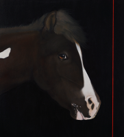 Visions West Gallery :: 1 local-wildlife Robin :: Joe