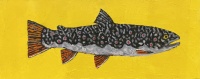 Visions West Gallery :: Bruce :: Indian Creek Trout