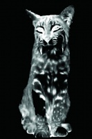 Visions West Gallery :: Bruce :: Bobcat No. 1