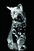 Visions West Gallery :: Bruce :: Bobcat No. 2