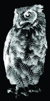 Visions West Gallery :: Bruce :: Great Horned Owl