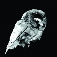 Visions West Gallery :: Bruce :: Northern Saw-Whet Owl
