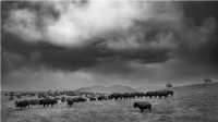 Visions West Gallery :: Bruce :: Montana Skies