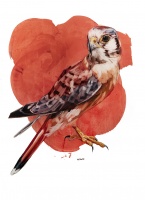 Visions West Gallery :: Bruce :: Fred (red kestrel)