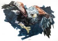 Visions West Gallery :: Bruce :: Holly (Harris hawk)