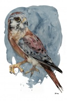 Visions West Gallery :: Bruce :: Nadine (blue kestrel)