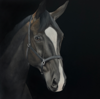 Visions West Gallery :: 1 local-wildlife Robin :: Champ