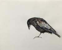 Visions West Gallery :: Bruce :: Crow study