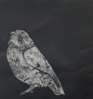 Visions West Gallery :: Bruce :: Owl study