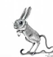 Visions West Gallery :: Bruce :: Kangaroo Mouse