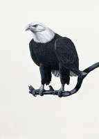 Visions West Gallery :: Bruce :: Bald Eagle I