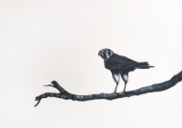 Visions West Gallery :: Bruce :: Kestrel