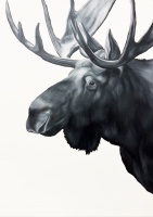 Visions West Gallery :: Bruce :: Moose I (after Rungius)