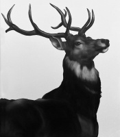 Visions West Gallery :: Bruce :: Stag III (After Landseer)
