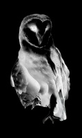 Visions West Gallery :: Bruce :: Barn Owl (fom Animal Land)