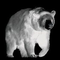 Visions West Gallery :: Bruce :: Black Bear No.1 (from Animal Land)