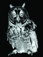 Visions West Gallery :: Bruce :: Long-Eared Owl (from Animal Land)