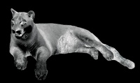 Visions West Gallery :: Bruce :: Mountain Lion (from Animal Land