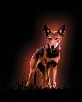 Visions West Gallery :: Bruce :: Red Wolf No. 1 (from Ground Work)