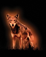 Visions West Gallery :: Bruce :: Red Wolf No. 2 (from Ground Work)