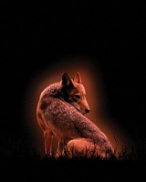 Visions West Gallery :: Bruce :: Red Wolf No. 3 (from Ground Work)