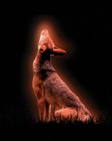 Visions West Gallery :: Bruce :: Red Wolf No. 4 (from Ground Work)