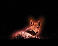 Visions West Gallery :: Bruce :: Red Wolf No. 5 (from Ground Work)