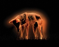 Visions West Gallery :: Bruce :: Red Wolf No. 6 (from Ground Work)