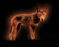 Visions West Gallery :: Bruce :: Red Wolf No. 7 (from Ground Work)