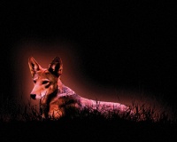 Visions West Gallery :: Bruce :: Red Wolf No. 8 (from Ground Work)