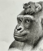 Visions West Gallery :: Bruce :: Gorilla with Bison