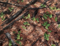 Visions West Gallery :: 1 benevolent-invaders Erika :: Arnica To Heal Its Wounds