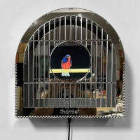 Visions West Gallery :: Bruce :: Homie (GOLD)