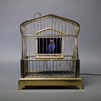 Visions West Gallery :: Bruce :: Brassy Boy