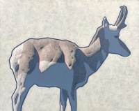 Visions West Gallery :: Bruce :: Antilocapra