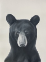 Visions West Gallery :: Bruce :: Little Bear