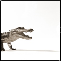 Visions West Gallery :: 1 barn-owl-iii Nine :: Alligator I