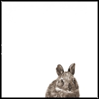 Visions West Gallery :: 1 barn-owl-iii Nine :: Cotton Tail II