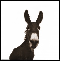 Visions West Gallery :: 1 barn-owl-iii Nine :: Donkey I